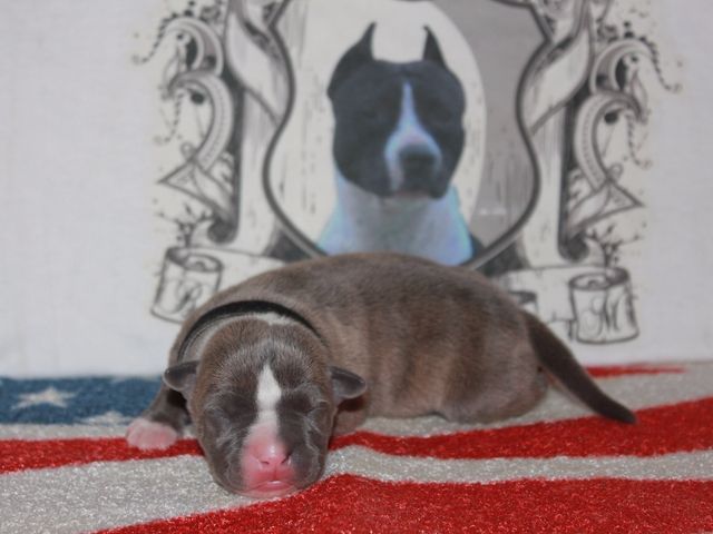 Authentic Story - Chiot disponible  - American Staffordshire Terrier