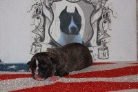 Authentic Story - American Staffordshire Terrier - Portée née le 25/10/2017