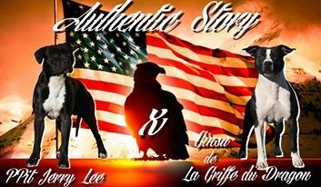 Authentic Story - American Staffordshire Terrier - Portée née le 08/01/2016