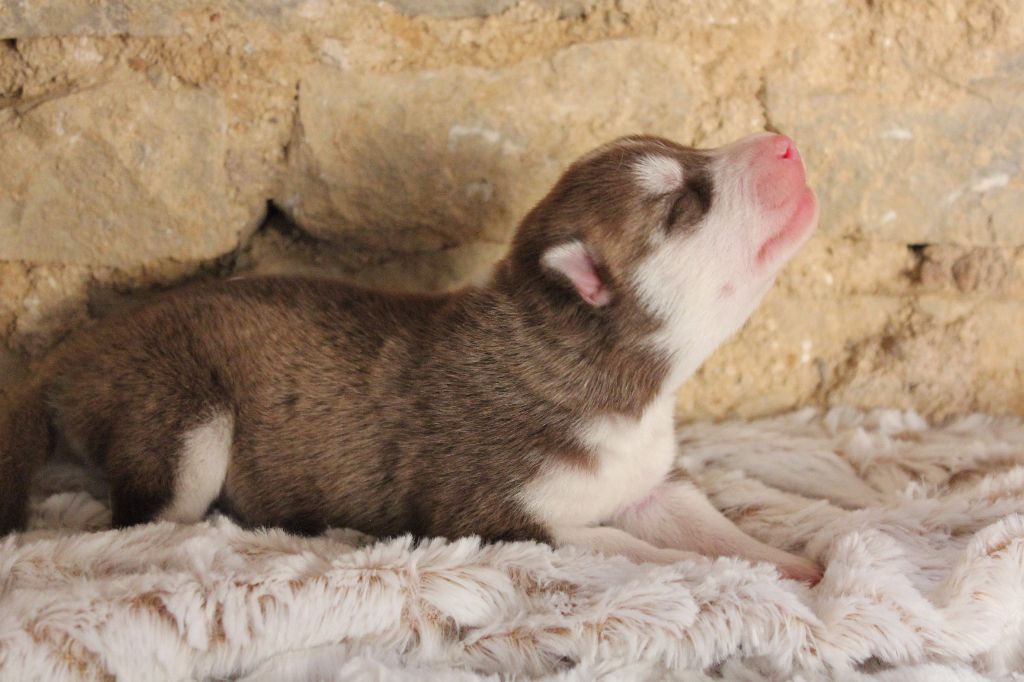 Authentic Story - Siberian Husky - Portée née le 28/06/2017