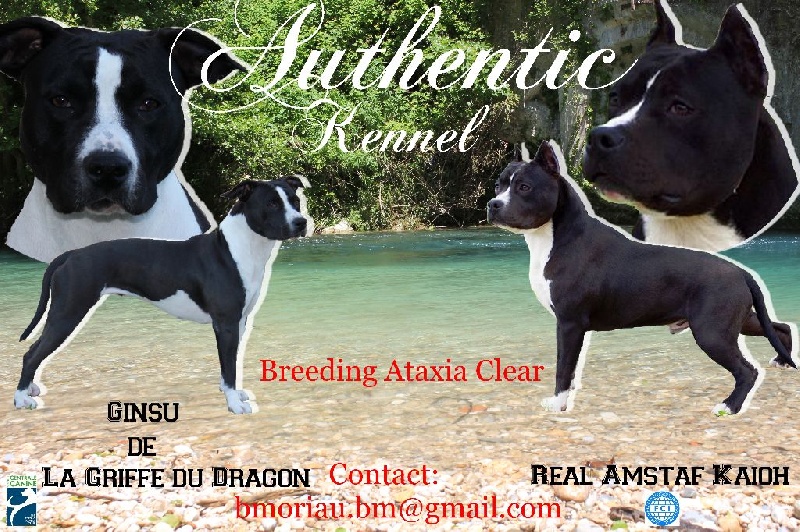 Authentic Story - American Staffordshire Terrier - Portée née le 15/02/2014