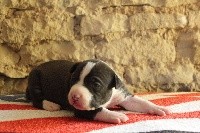 CHIOT